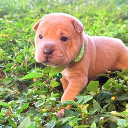 Mayonnaise - Blue sable male Chinese Shar-Pei puppy in Lehigh Acres, Florida from Florida Wrinkles