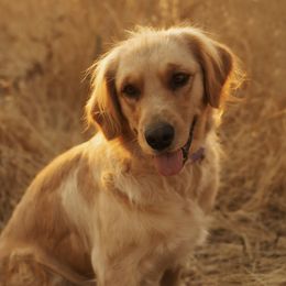 Lilac - Golden Retriever