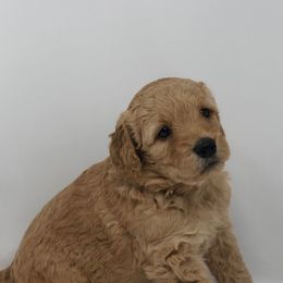 Goldendoodles from Beloved Texas Doodles