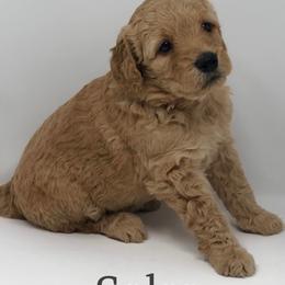 Goldendoodles from Beloved Texas Doodles