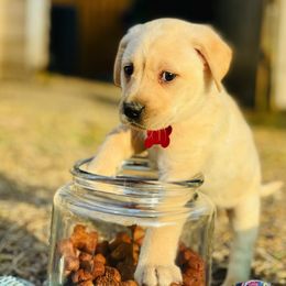 Labrador Retriever Puppies from Lone Star Texas Retrievers