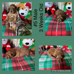 Dachshund Puppies from Cajun Low Riderz