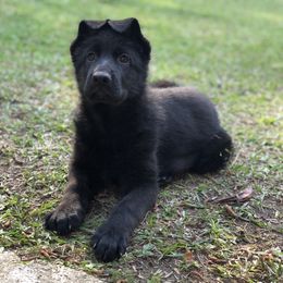 German Shepherd Puppies from Zwinger vom Schneider Wald