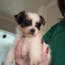 Female 2- Julia - Black & tan tri-color female Morkie puppy in Pittsburgh, Pennsylvania from Maria's Morkies & More