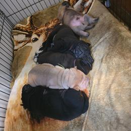 Chinese Shar-Pei puppies from JoShel’s Silver Lined Wrinkles and Tails