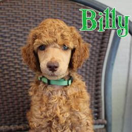 Billy - Apricot male Poodle puppy in Sheridan, California from Renegade Standard Poodles