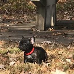 French Bulldog and Miniature Bull Terrier Puppies from Dogs of Dyhar