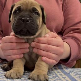 Boy 4 - male Bullmastiff puppy in Elyria, Ohio from Ambrosia Mastiffs