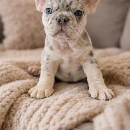 Boy 1 - Tricolors male French Bulldog puppy in Midland, Texas from Lexxa’s Frenchies