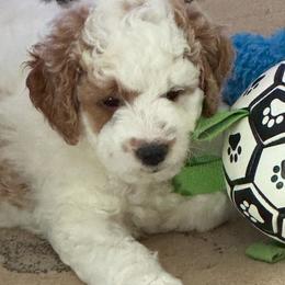 Romeo - Parti male Goldendoodle puppy in Danville, Virginia from Stella’s Stunning Goldendoodles of VA