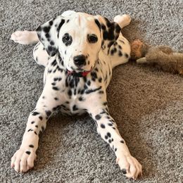 Lani Girl 1 (purple red collar) - White and black Dalmatian puppy in Buford, Georgia from Nancy's Dalmatians