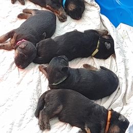 "K litter, Spring 2022" German Shepherd Puppies from Schonwasser Shepherds