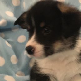 Boy 4 - Pembroke Welsh Corgi puppy in Decatur, Illinois from Smilin Corgis