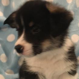 Boy 4 - Pembroke Welsh Corgi puppy in Decatur, Illinois from Smilin Corgis