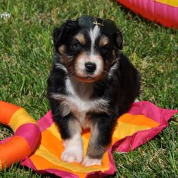 Australian Shepherd Puppies from Dovehawk Australian Shepherds