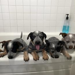 Australian Cattle Dog puppies from Cascade Cattle Dogs