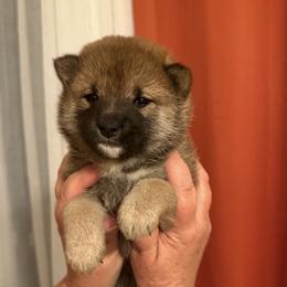 Kira - Sesame female Shiba Inu puppy in Tamarac, Florida from The Queen of Shibas