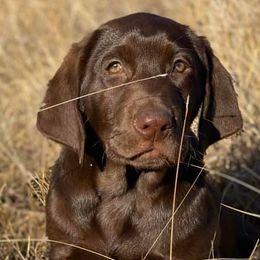 Boykin Spaniels, Chesapeake Bay Retrievers, Labrador Retrievers, and Nova Scotia Duck Tolling Retrievers from Hard Retrievers