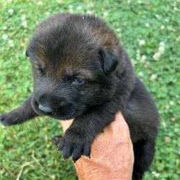 Vader - Gray Collar Male - Sable male German Shepherd puppy in Milan, Illinois from Stonewick German Shepherds