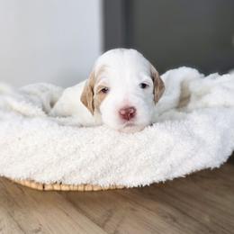 Buttercup - Parti female Goldendoodle puppy in Moses Lake, Washington from Macy Meadows Doodles