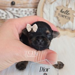 Dior - Black and tan male Yorkshire Terrier puppy in Greenwood County, South Carolina from TCB Yorkies