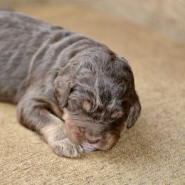 Dark Green Collar - Brown male Bernedoodle puppy in Scottsboro, Alabama from Dixie Land Doodles