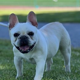 Fiona - French Bulldog