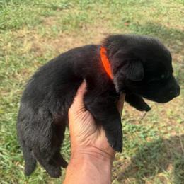 Orange Collar Black Female - Black female German Shepherd puppy in Milan, Illinois from Stonewick German Shepherds