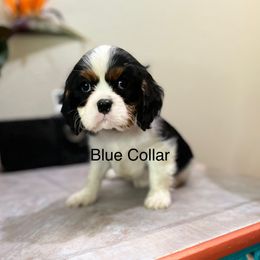 Blue - Tri-color male Cavalier King Charles Spaniel puppy in Albany, Oregon from Hit Parade Cavaliers