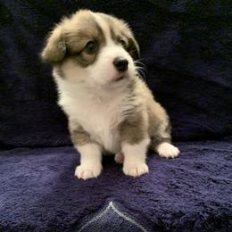 Pembroke Welsh Corgi Puppies from Kenyon Pembroke Welsh Corgis