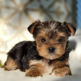 Claire - Black and gold female Yorkshire Terrier puppy in Dickson, Tennessee from Rowan's Rascals