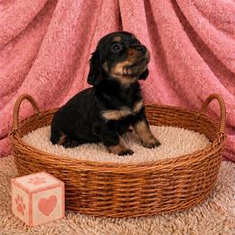 Valarie - Black and tan female Dachshund puppy in Richmond, Virginia from Paw Prints