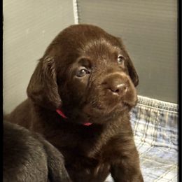 Chocolate Female 1 - Chocolate female Labrador Retriever puppy in Malabar, Florida from Mythic Labradors, LLC