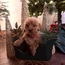 Red collar - Cream female Goldendoodle puppy in Kileen, Texas from Cooper Goldendoodle
