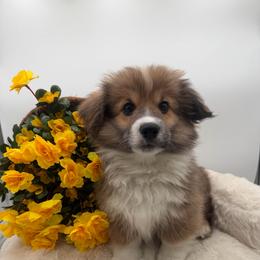 Martin - Red male Pembroke Welsh Corgi puppy in Minooka, Illinois from Lucky J Corgis