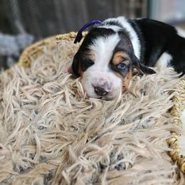 Violet - Black brown and white female Basset Hound puppy in Lone Jack, Missouri from Wee Little Bassets