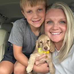 Passion (Purple-yellow) - Cream female Dachshund puppy in Irving, Texas from DFW Dachshunds by G & S