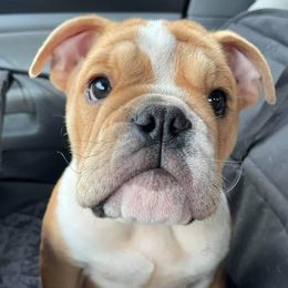 Bulldogs from Happy Wrinkles