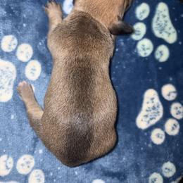 CKC Wild Boar and Cream Boy  (buyer will name) - Wild boar and cream male Dachshund puppy in Canyon Lake, Texas from M&Ms Dachshunds of Central Texas
