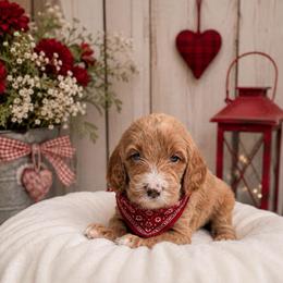 Maverick Cole - Red  male Goldendoodle puppy in Valdosta, Georgia from Designer Doodles of South GA