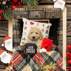 Goldendoodle Puppies from Chrissydoodles