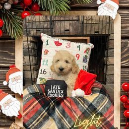 Goldendoodle Puppies from Chrissydoodles