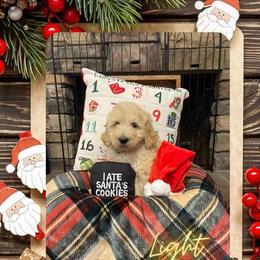Goldendoodle Puppies from Chrissydoodles