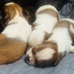 Yorkshire Terrier puppies from Heaven Sent Yorkies