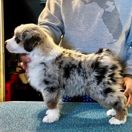 Tyson - Miniature Australian Shepherd
