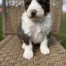 Jasper - Blue merle male Bernedoodle puppy in Ashland, Kentucky from Still Waters Farm