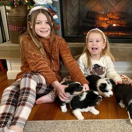 Pembroke Welsh Corgi Puppies from Trowbridge Corgis