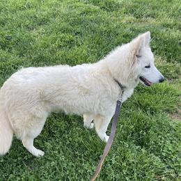 Stormi - German Shepherd