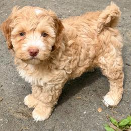 Mr Red Collar - Caramel male Australian Labradoodle puppy in Mount Gilead, North Carolina from Tillery Labradoodles