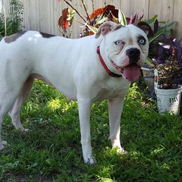 Icey - Alapaha Blue Blood Bulldog